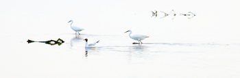 Gull and Egrets.jpg